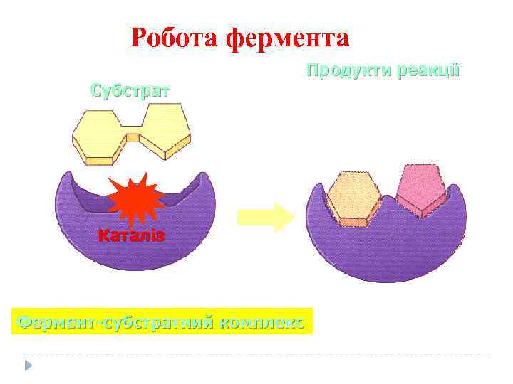 Робота фермента Субстрат Каталіз Фермент-субстратний комплекс Продукти реакції 