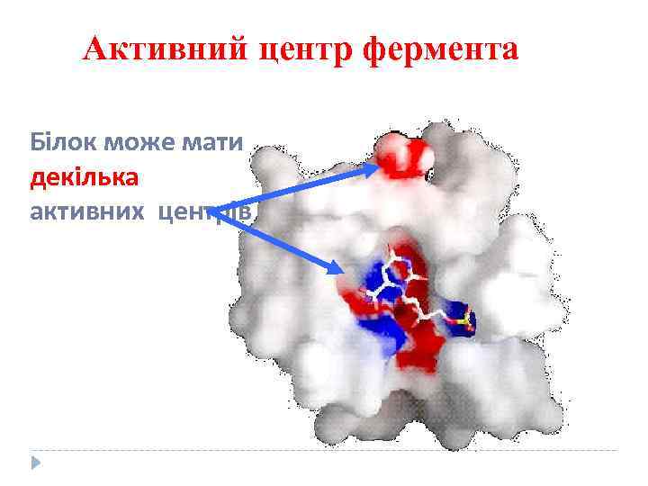 Активний центр фермента Білок може мати декілька активних центрів 