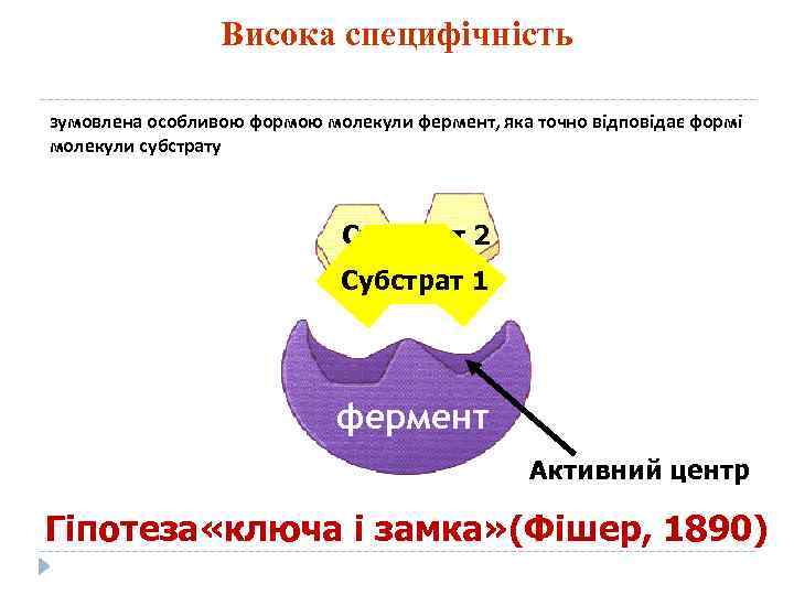 Висока специфічність зумовлена особливою формою молекули фермент, яка точно відповідає формі молекули субстрату Субстрат