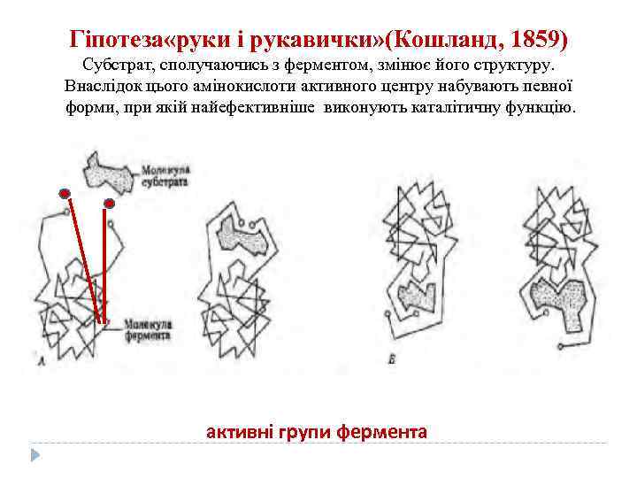 Гіпотеза «руки і рукавички» (Кошланд, 1859) Субстрат, сполучаючись з ферментом, змінює його структуру. Внаслідок