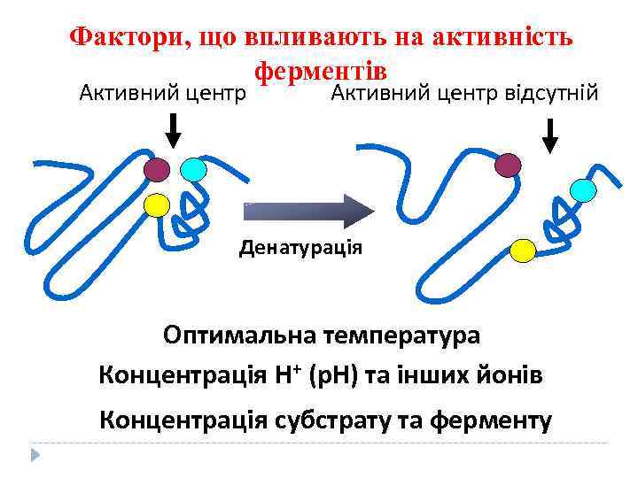 Фактори, що впливають на активність ферментів Активний центр відсутній Денатурація Оптимальна температура Концентрація Н+