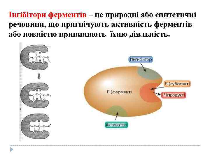 Інгібітори ферментів – це природні або синтетичні речовини, що пригнічують активність ферментів або повністю