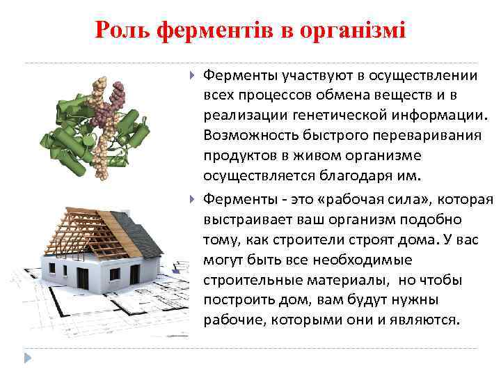 Роль ферментів в організмі Ферменты участвуют в осуществлении всех процессов обмена веществ и в