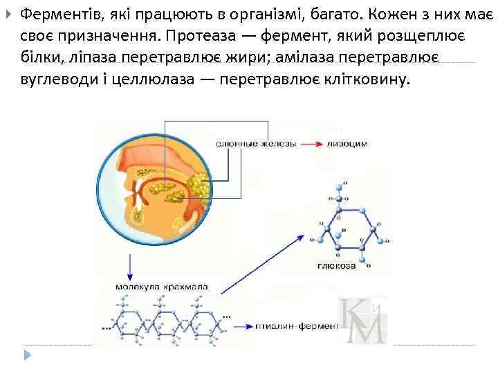  Ферментів, які працюють в організмі, багато. Кожен з них має своє призначення. Протеаза