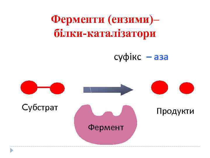 Ферменти (ензими)– білки-каталізатори суфікс – аза Cубстрат Продукти Фермент 