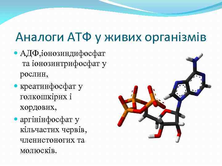 Аналоги АТФ у живих організмів АДФ, іонозиндифосфат та іонозинтрифосфат у рослин, креатинфосфат у голкошкірих