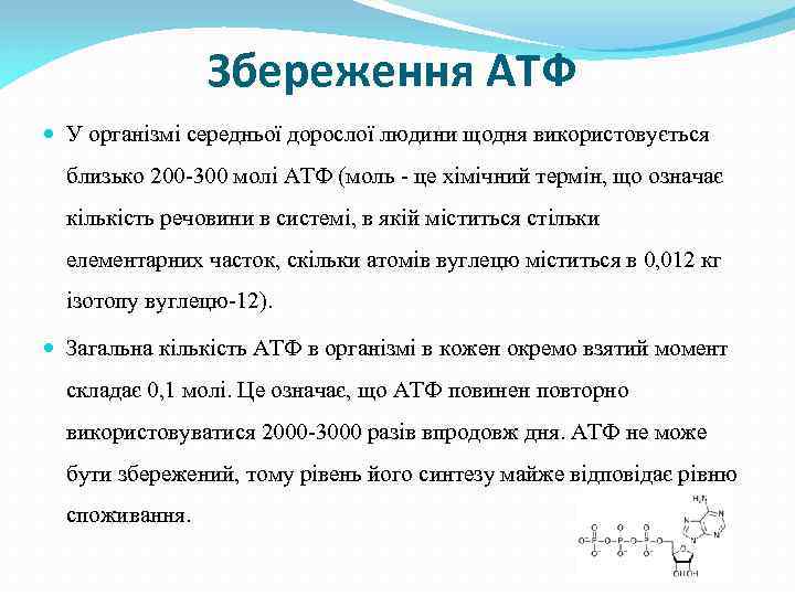 Збереження АТФ У організмі середньої дорослої людини щодня використовується близько 200 -300 молі АТФ
