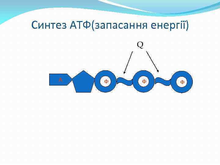 Синтез АТФ(запасання енергії) Q А Ф Ф Ф 