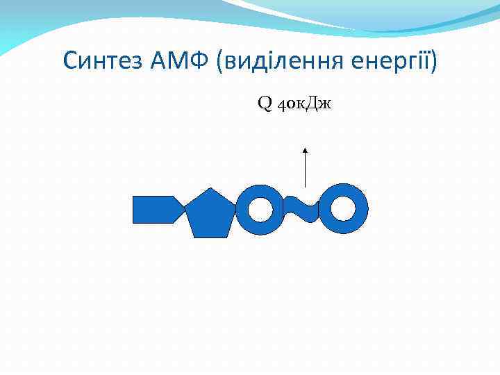 Синтез АМФ (виділення енергії) Q 40 к. Дж 