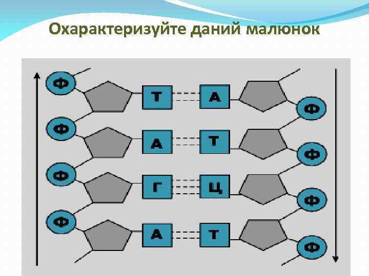 Охарактеризуйте даний малюнок 
