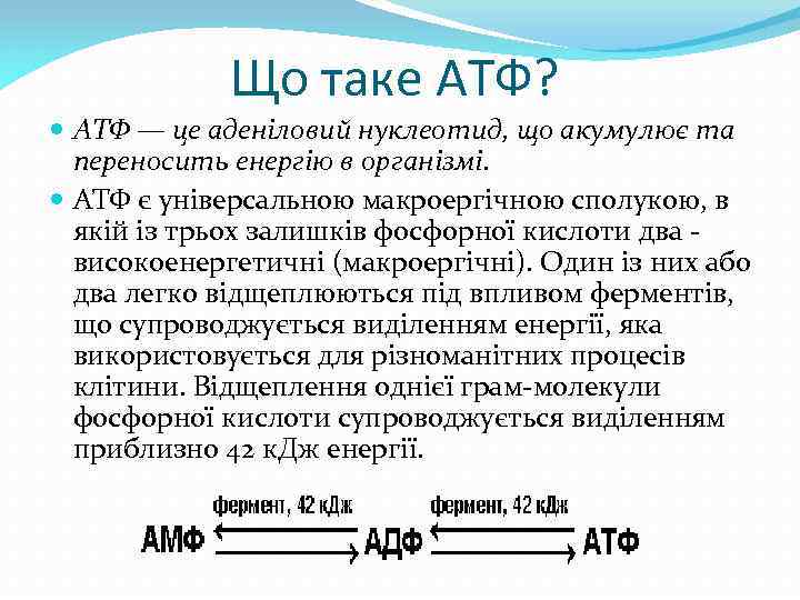 Що таке АТФ? АТФ — це аденіловий нуклеотид, що акумулює та переносить енергію в