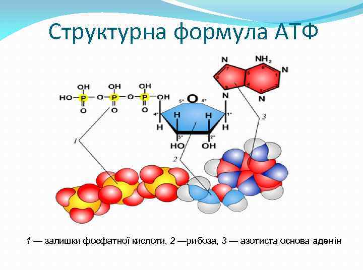 Структурна формула АТФ 1 — залишки фосфатної кислоти, 2 —рибоза, 3 — азотиста основа