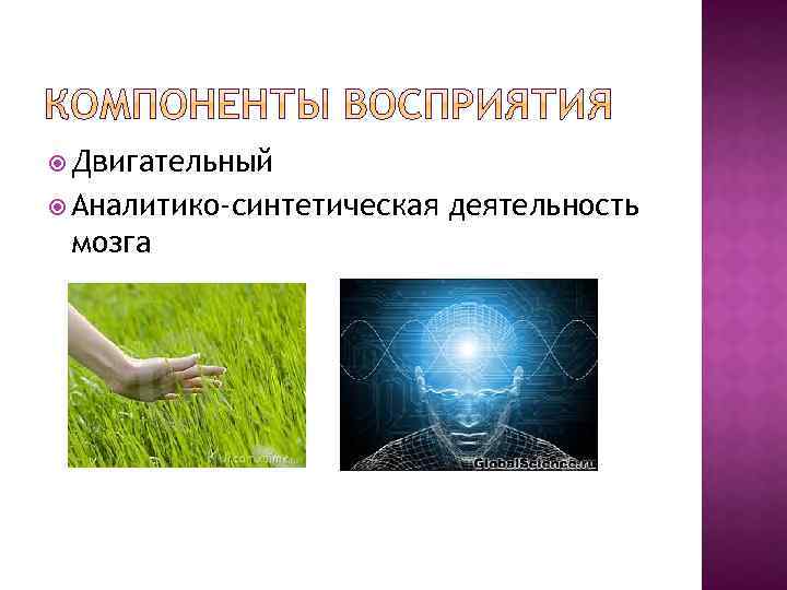  Двигательный Аналитико-синтетическая мозга деятельность 