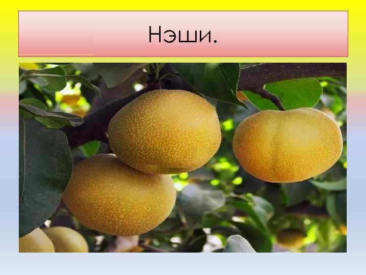 Нэши. 