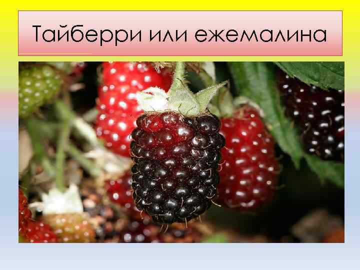 Тайберри или ежемалина 