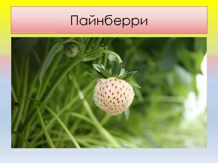 Пайнберри 