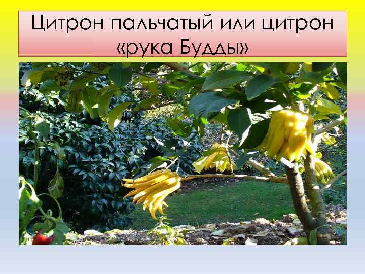 Цитрон пальчатый или цитрон «рука Будды» 