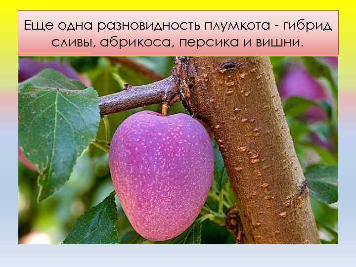 Еще одна разновидность плумкота - гибрид сливы, абрикоса, персика и вишни. 