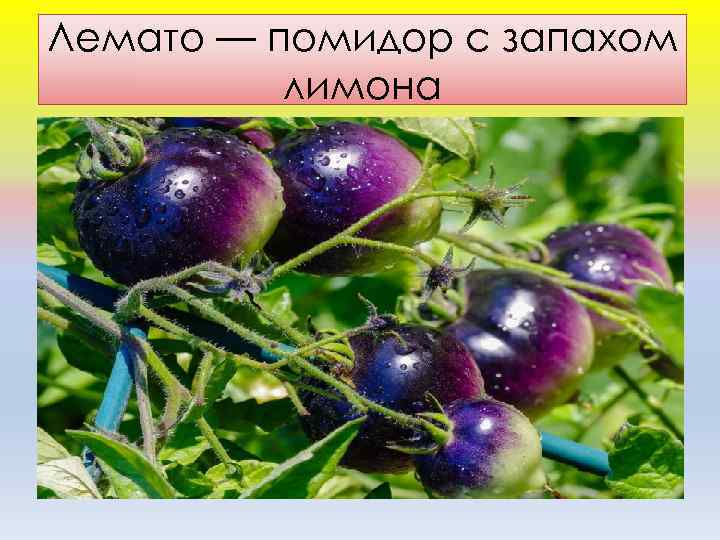 Лемато — помидор с запахом лимона 