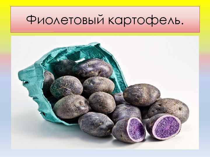 Фиолетовый картофель. 