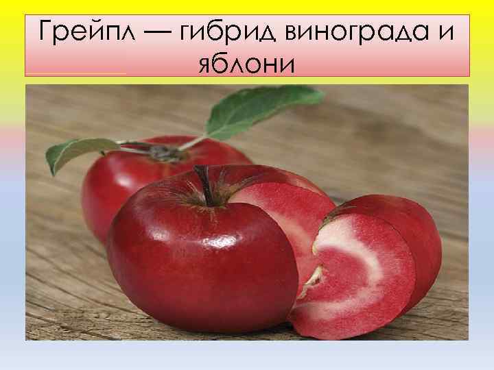 Грейпл — гибрид винограда и яблони 