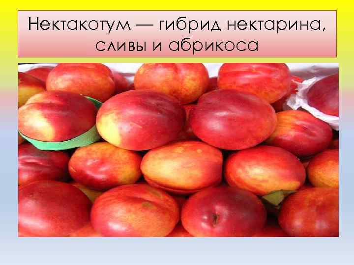 Нектакотум — гибрид нектарина, сливы и абрикоса 