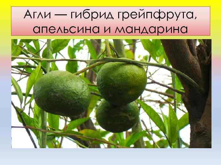 Агли — гибрид грейпфрута, апельсина и мандарина 
