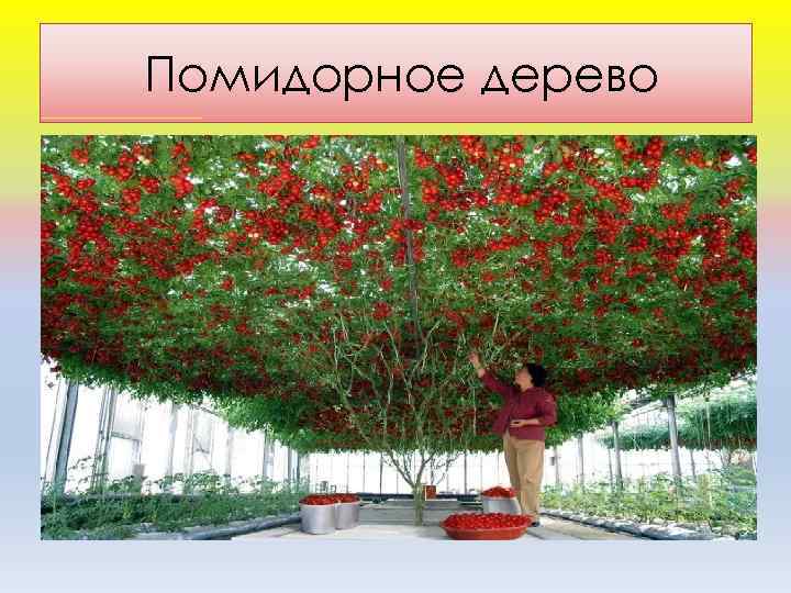 Помидорное дерево 