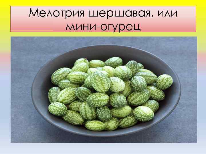 Мeлoтрия шeршaвaя, или мини-oгурeц 