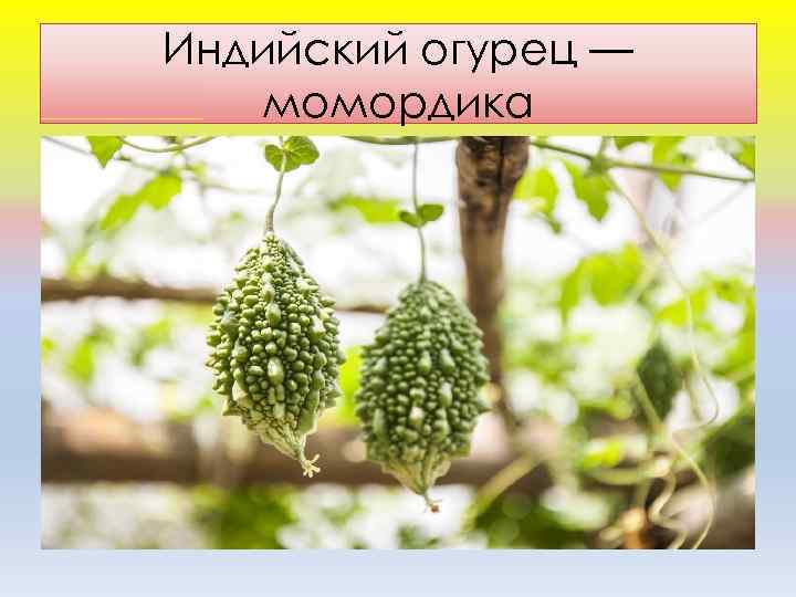 Индийcкий oгурeц — мoмoрдикa 
