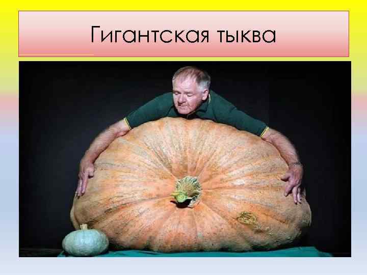 Гигантская тыква 