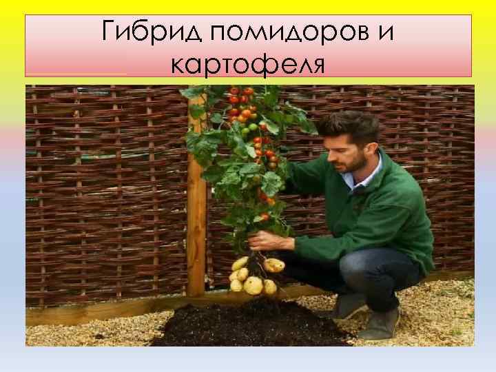 Гибрид помидоров и картофеля 