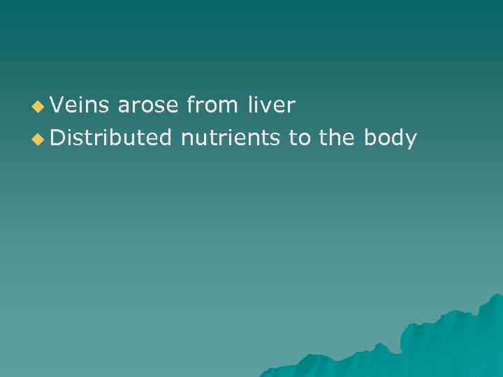  Veins arose from liver Distributed nutrients to the body 