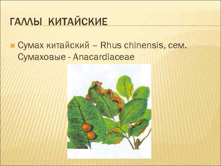ГАЛЛЫ КИТАЙСКИЕ Сумах китайский – Rhus chinensis, сем. Сумаховые - Anacardiaceae 