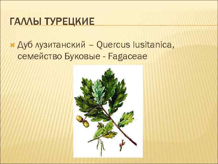 ГАЛЛЫ ТУРЕЦКИЕ Дуб лузитанский – Quercus lusitanica, семейство Буковые - Fagaceae 