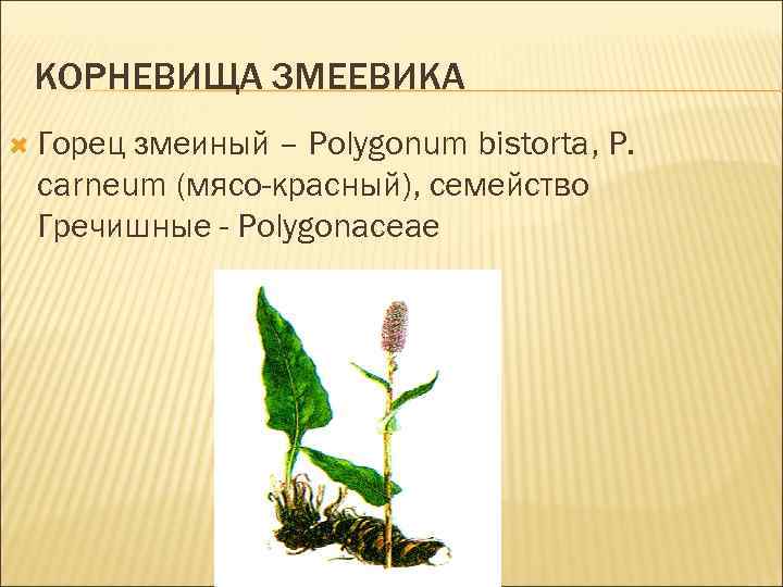 КОРНЕВИЩА ЗМЕЕВИКА Горец змеиный – Polygonum bistorta, Р. cаrneum (мясо-красный), семейство Гречишные - Polygonaceae