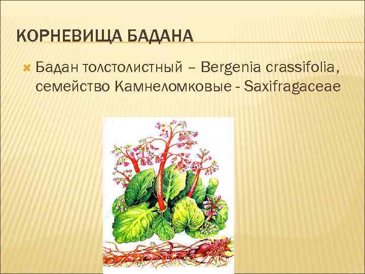 КОРНЕВИЩА БАДАНА Бадан толстолистный – Bergenia crassifolia, семейство Камнеломковые - Saxifragaceae 