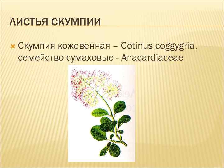 ЛИСТЬЯ СКУМПИИ Скумпия кожевенная – Cotinus coggygria, семейство сумаховые - Anacardiaceae 