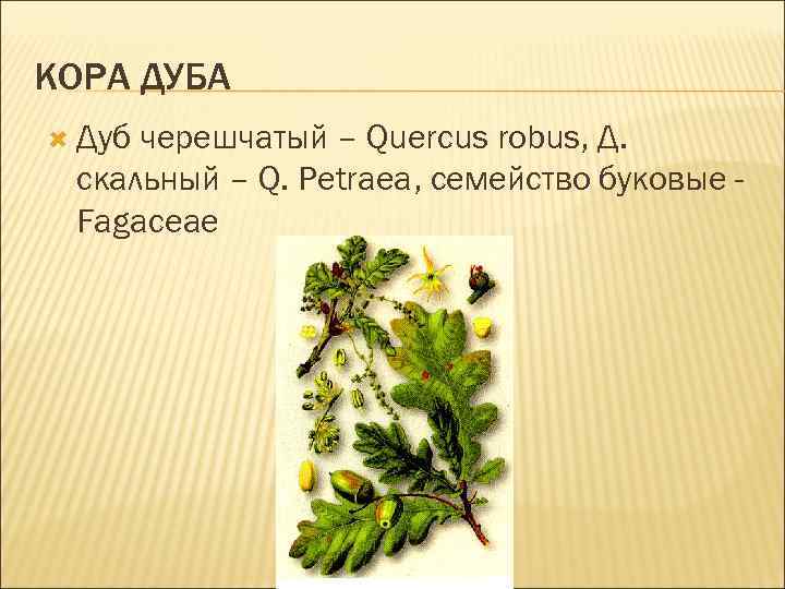КОРА ДУБА Дуб черешчатый – Quercus robus, Д. скальный – Q. Petraea, семейство буковые