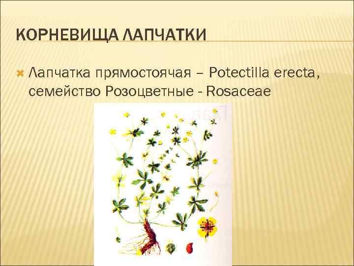 КОРНЕВИЩА ЛАПЧАТКИ Лапчатка прямостоячая – Potectilla erecta, семейство Розоцветные - Rosaceae 