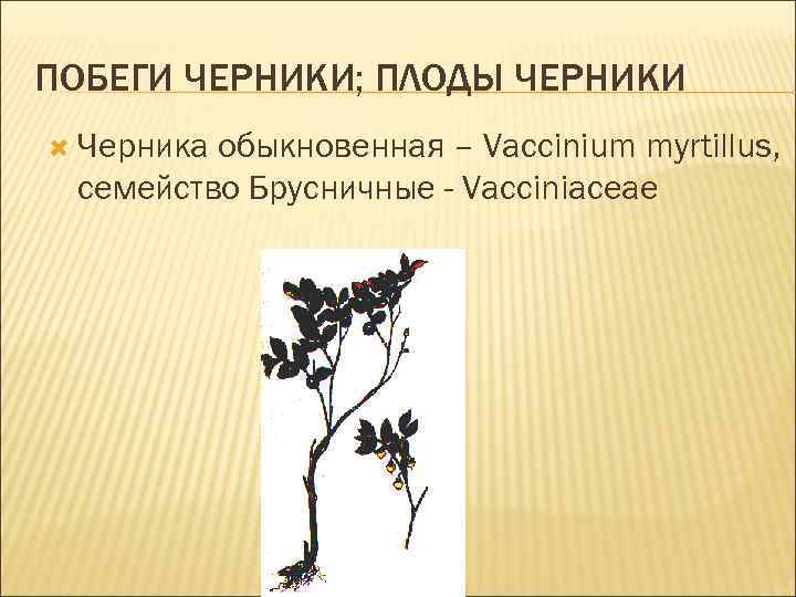 ПОБЕГИ ЧЕРНИКИ; ПЛОДЫ ЧЕРНИКИ Черника обыкновенная – Vaccinium myrtillus, семейство Брусничные - Vacciniaceae 