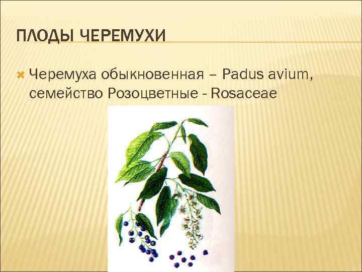 ПЛОДЫ ЧЕРЕМУХИ Черемуха обыкновенная – Padus avium, семейство Розоцветные - Rosaceae 
