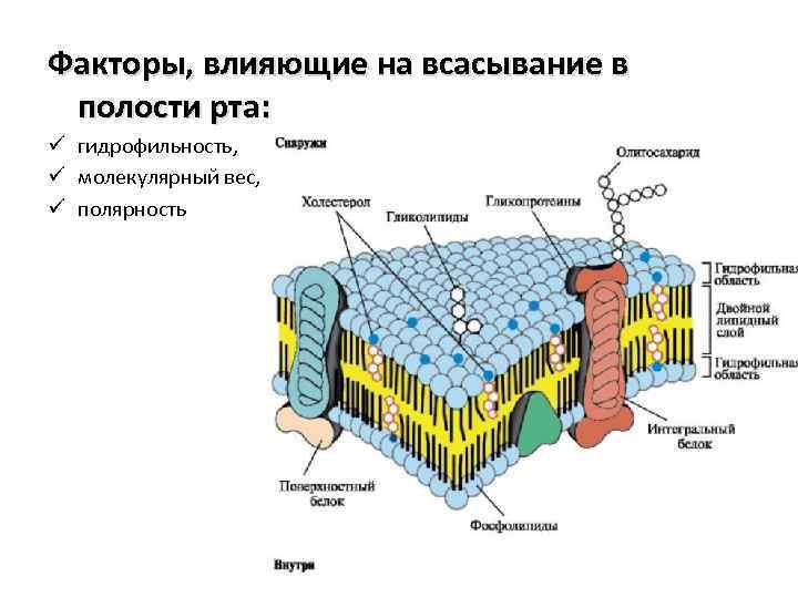 Факторы, влияющие на всасывание в полости рта: ü гидрофильность, ü молекулярный вес, ü полярность