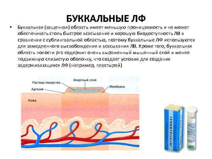  • БУККАЛЬНЫЕ ЛФ Буккальная (защечная) область имеет меньшую проницаемость и не может обеспечивать