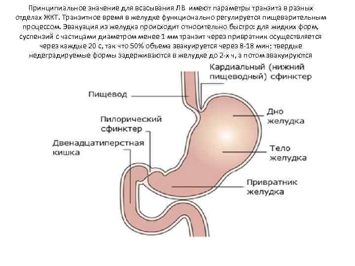 Принципиальное значение для всасывания ЛВ имеют параметры транзита в разных отделах ЖКТ. Транзитное время
