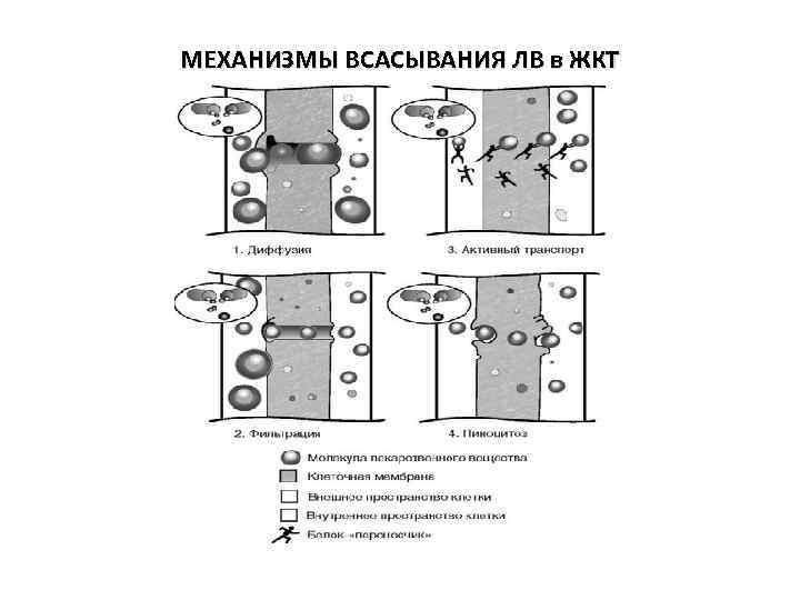 МЕХАНИЗМЫ ВСАСЫВАНИЯ ЛВ в ЖКТ 