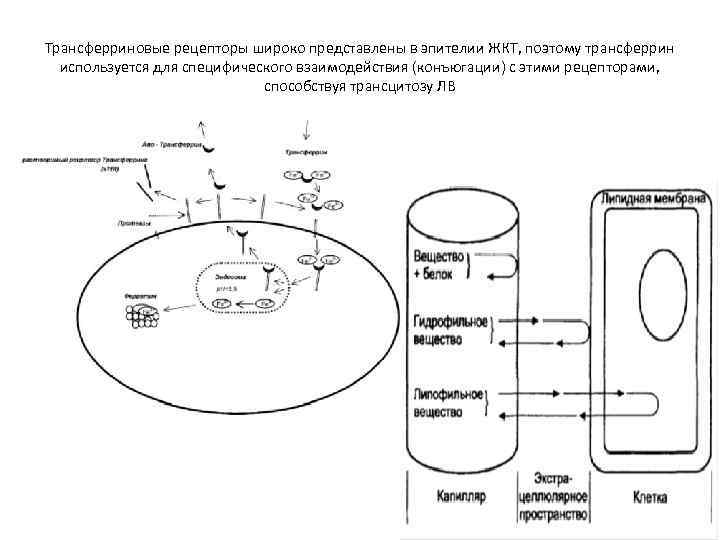 Трансферриновые рецепторы широко представлены в эпителии ЖКТ, поэтому трансферрин используется для специфического взаимодействия (конъюгации)
