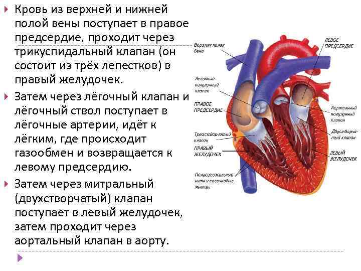 Вена в правом предсердии