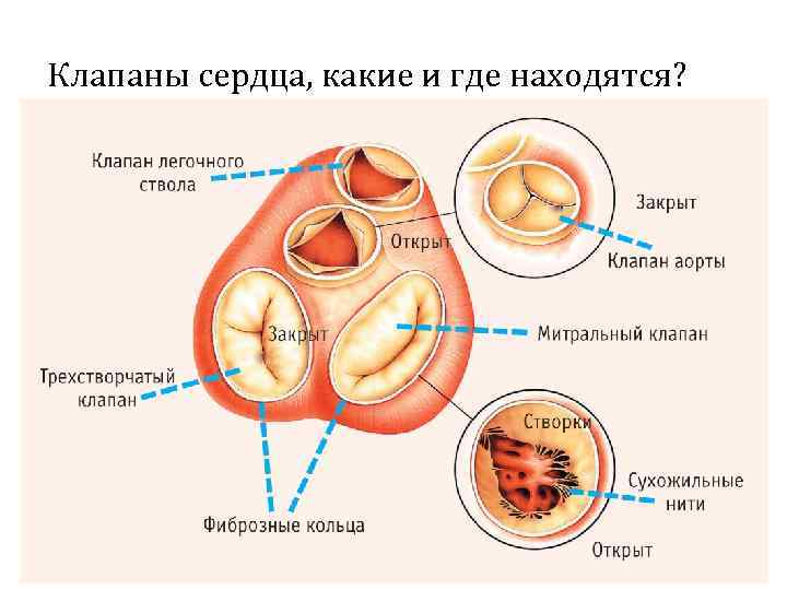 Клапаны сердца, какие и где находятся? 