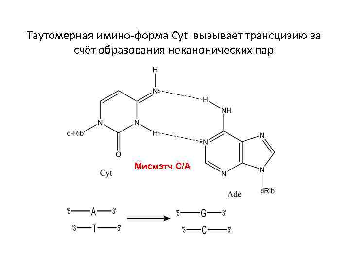 Таутомерная имино-форма Cyt вызывает трансцизию за счёт образования неканонических пар Мисмэтч С/А 